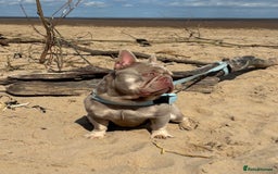 French Bulldog dogs for stud: Stocky New shade Isabella and tan Stud  - Image 4