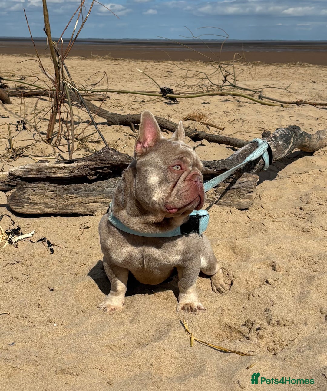 French Bulldog dogs for stud: Stocky New shade Isabella and tan Stud  - Image 4