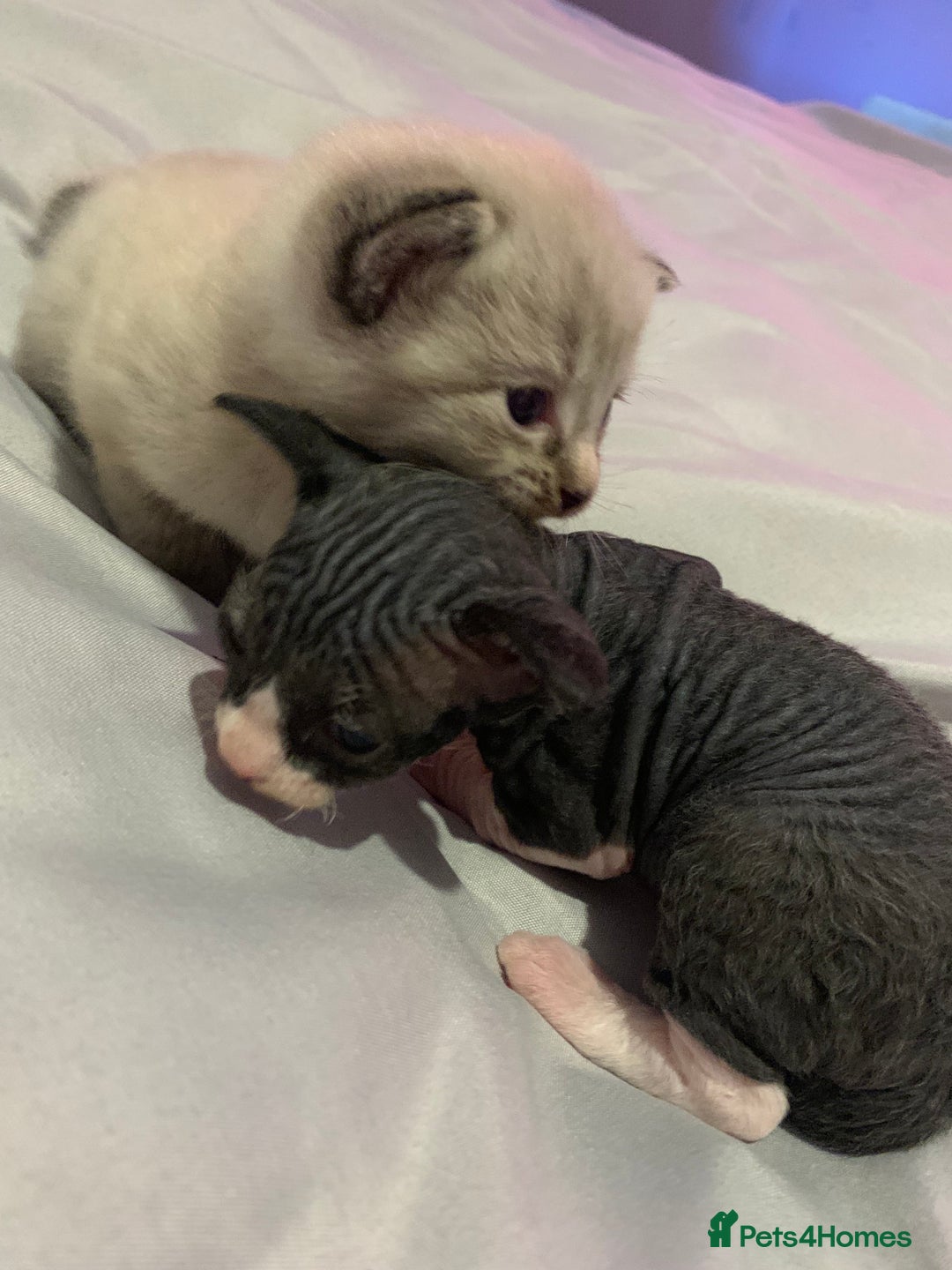 Sphynx cats for sale: Gorgeous Male Mixed Sphynx Kitten  - Image 2