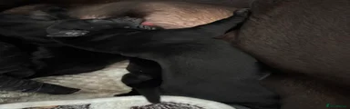 Labrador Retriever 6