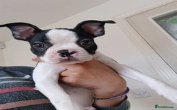 Boston Terrier dogs for sale: Stunning healthy puppies - Image 2