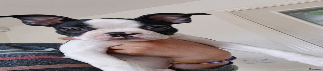 Boston Terrier Puppy 1