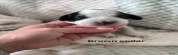 Cocker Spaniel dogs for sale: Working cocker spaniel puppies blue roan  - Advert 7