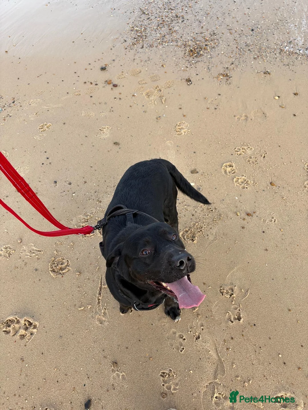 Labrador Retriever dogs for sale: 2 year old black Labrador  in Lowestoft - Advert 2