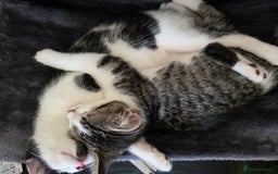 Mixed Breed cats for sale: 2 beautiful female kittens - Image 3
