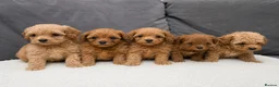 Maltipoo dogs for sale: 💥Ready to go Tiny teddy bear f1b Asian maltipoo💥 - Advert 4