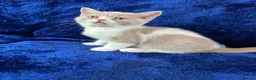 British Shorthair cats for sale: British shorthair kittens top pedigree ready now ! - Advert 12