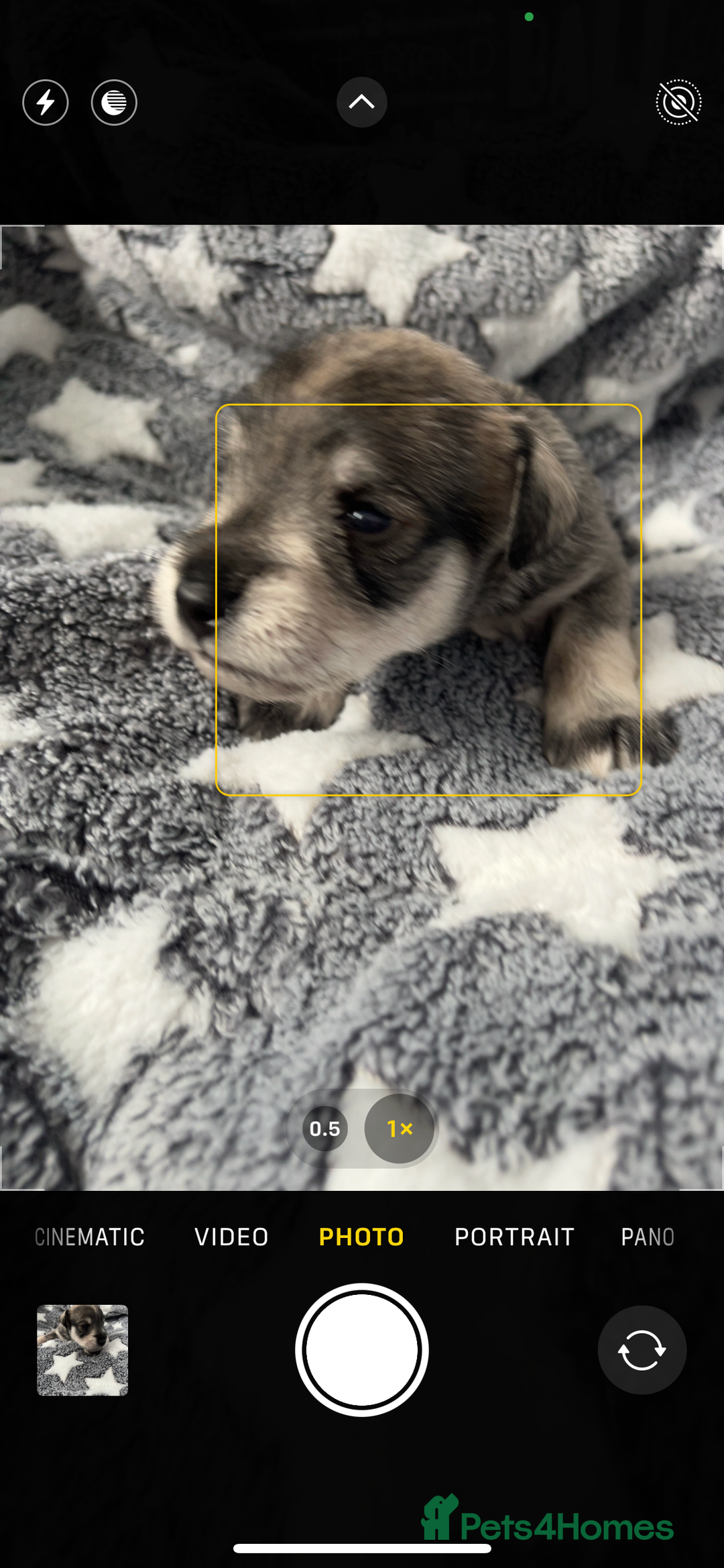 Miniature Schnauzer dogs for sale: KC Beautiful miniature Schnauzers  - Image 8