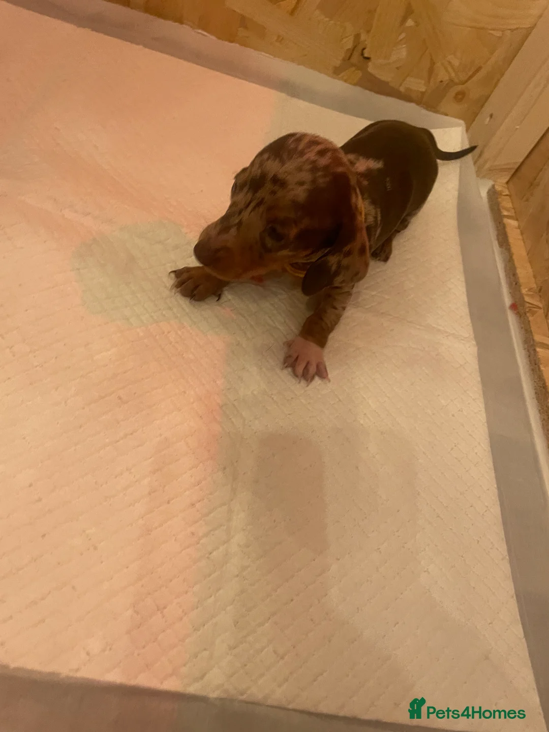 Dachshund dogs for sale: Dachshund puppies - Advert 13