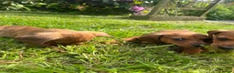 Miniature Dachshund dogs for sale: Kc reg pra clear - Advert 15