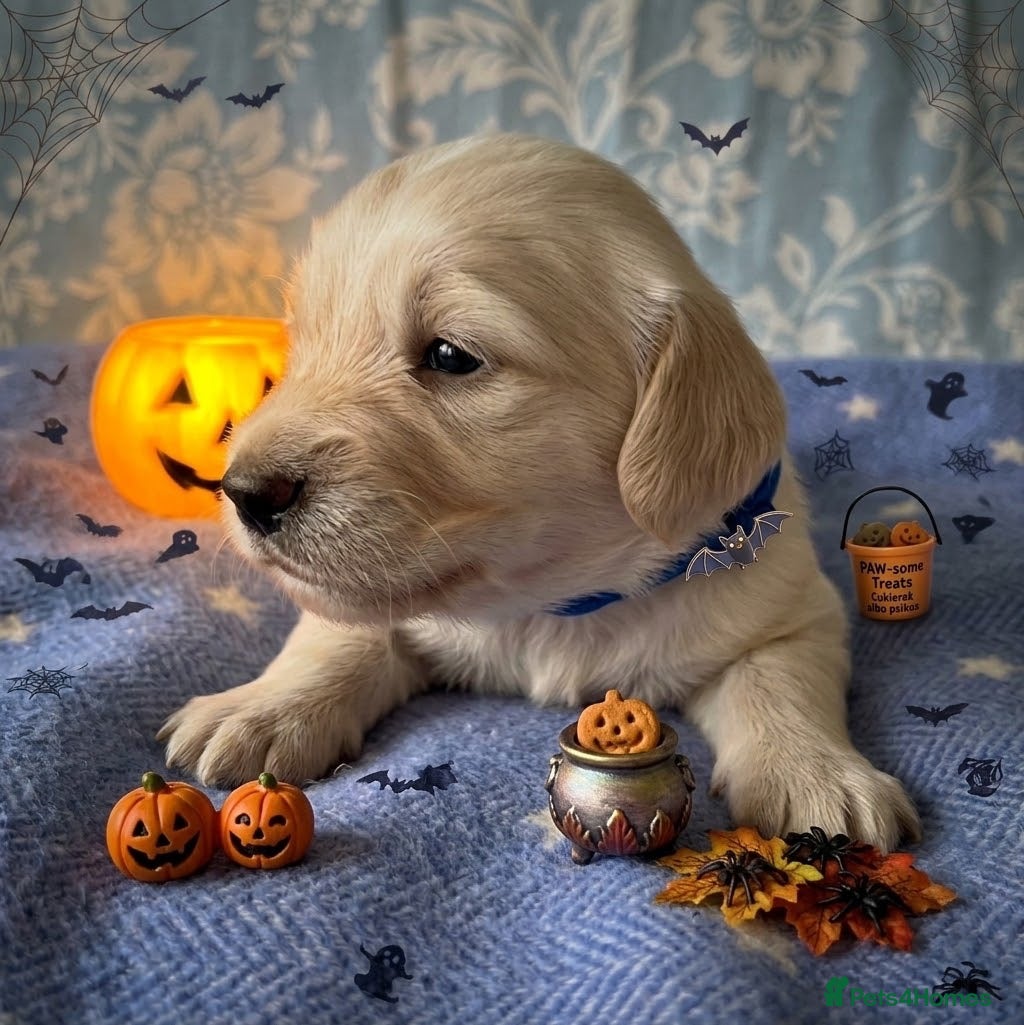 Dachshund dogs for sale: Cream Miniature Dachshund long-haired  - Advert 10