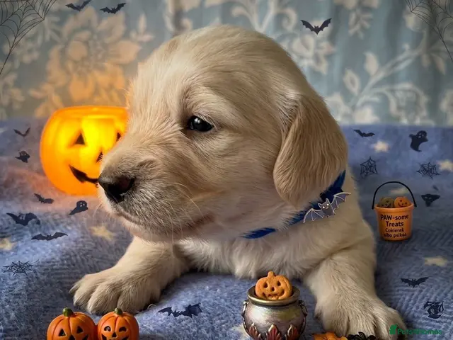 Dachshund dogs for sale: Cream Miniature Dachshund long-haired - Advert 10
