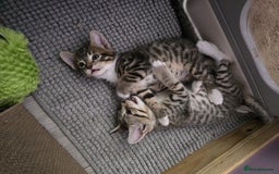 Domestic Shorthair cats for sale: 🐾Playful Kittens -Tabby or black/white🐾 - Image 20