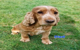 Cocker Spaniel dogs for sale: KC Registered Pure Show Type Cocker Spaniels  - Image 5