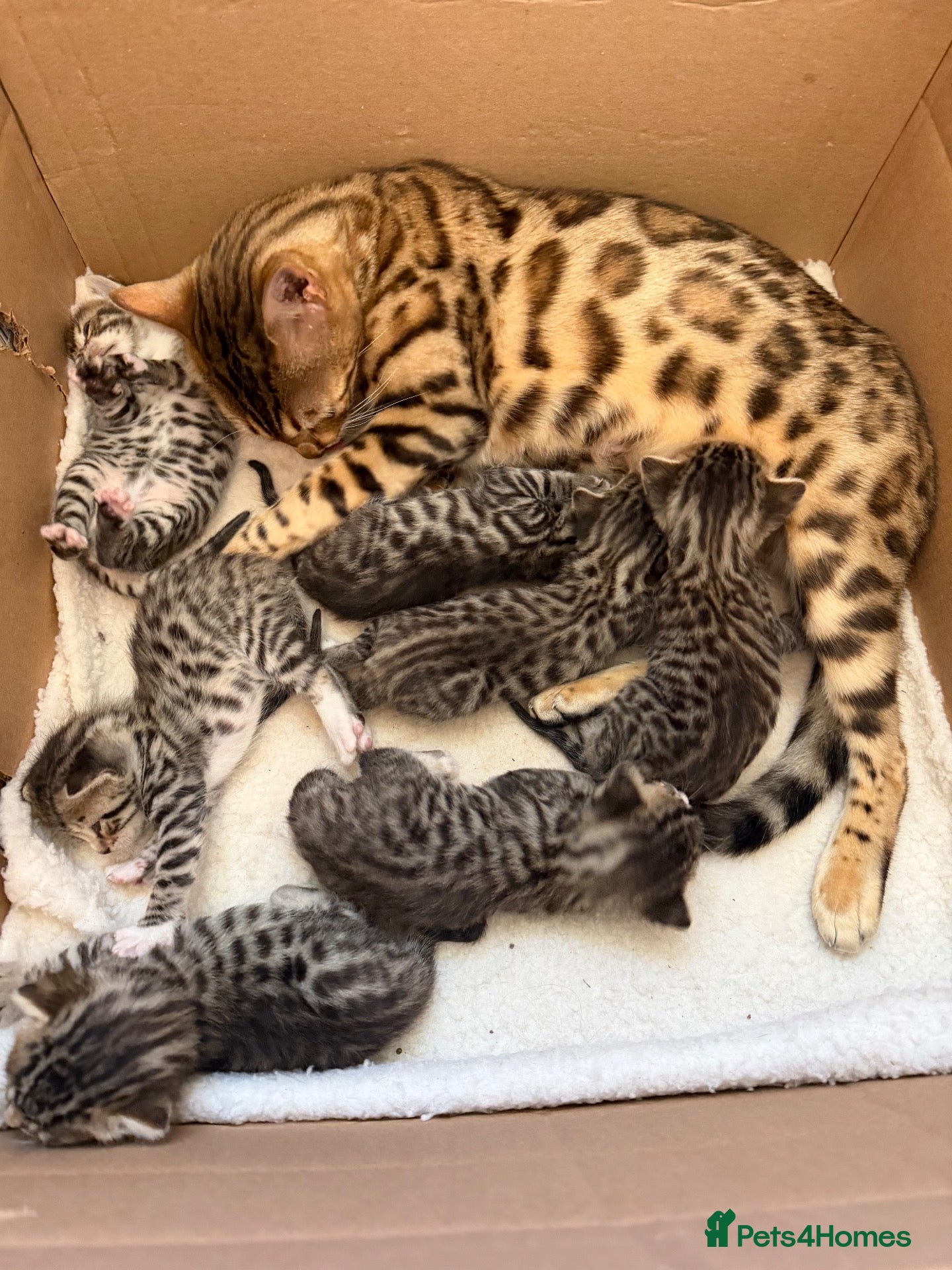 Bengal cats Bengal cross kittens - Advert 1