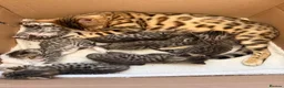 Bengal cats for sale: Bengal cross kittens - Advert 1