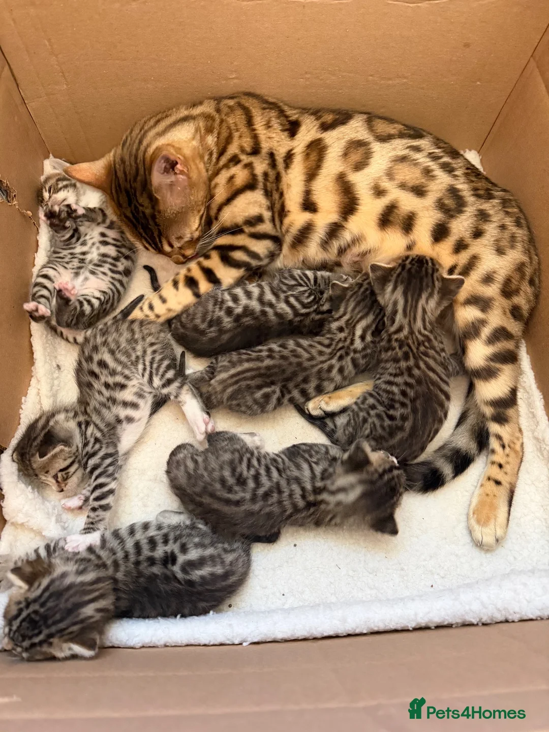 Bengal cats for sale: Bengal cross kittens - Advert 1