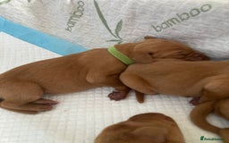 Hungarian Vizsla dogs for sale: 9 adorable Hungarian vizslas for sale - Image 11