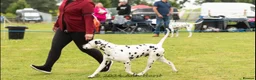 Dalmatian dogs for stud: CRUFTS QUALIFIED FOR LIFE HEALTH TESTED - Advert 4