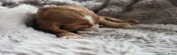 Cocker Spaniel dogs for sale: RKC SHOW COCKER SPANIEL PUPPIES EXTENSIVELY HEALTH - Advert 5