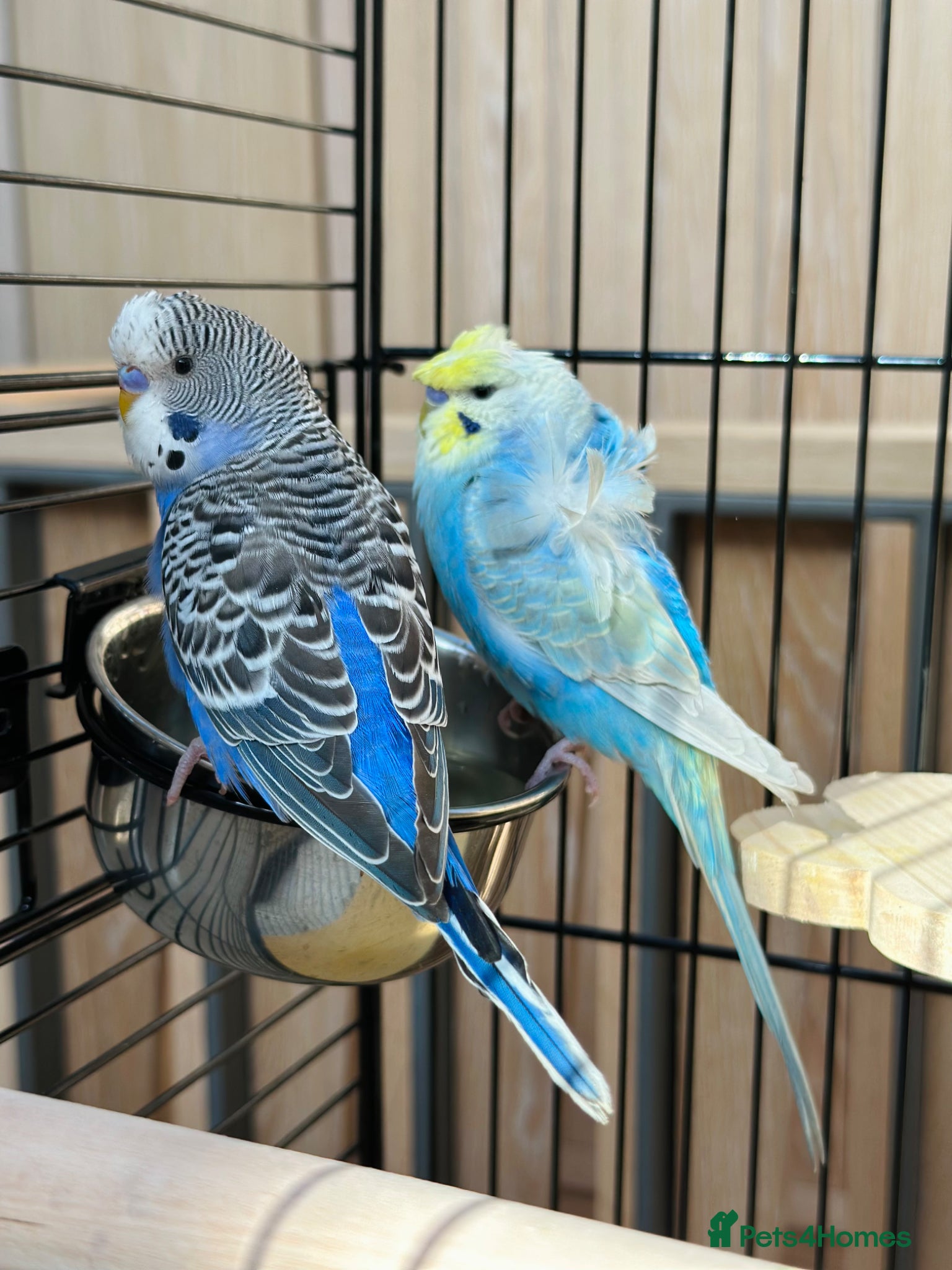 Budgerigars birds Rare Young Budgie Boys, Large Cage & Full Setup - Advert 2