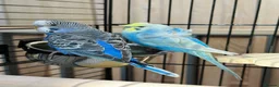 Budgerigars birds for sale: Blue & Coco – Beautiful Budgie Boys in London - Advert 8