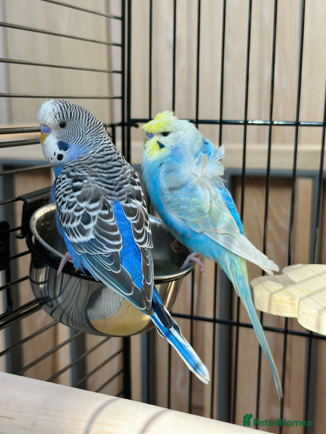 Budgerigars birds for sale: Rare Young Budgie Boys, Large Cage & Full Setup - Advert 1