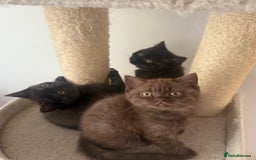British Shorthair cats for sale: British rainbow shorthair kittens - Image 22