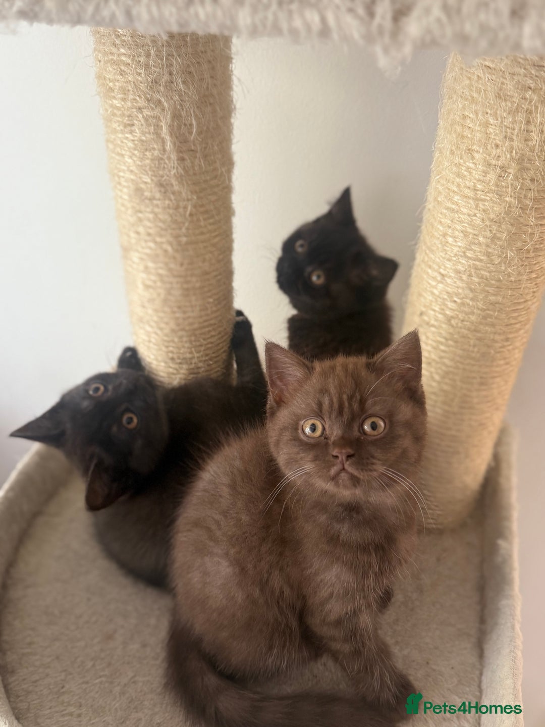 British Shorthair cats for sale: British rainbow shorthair kittens - Image 22