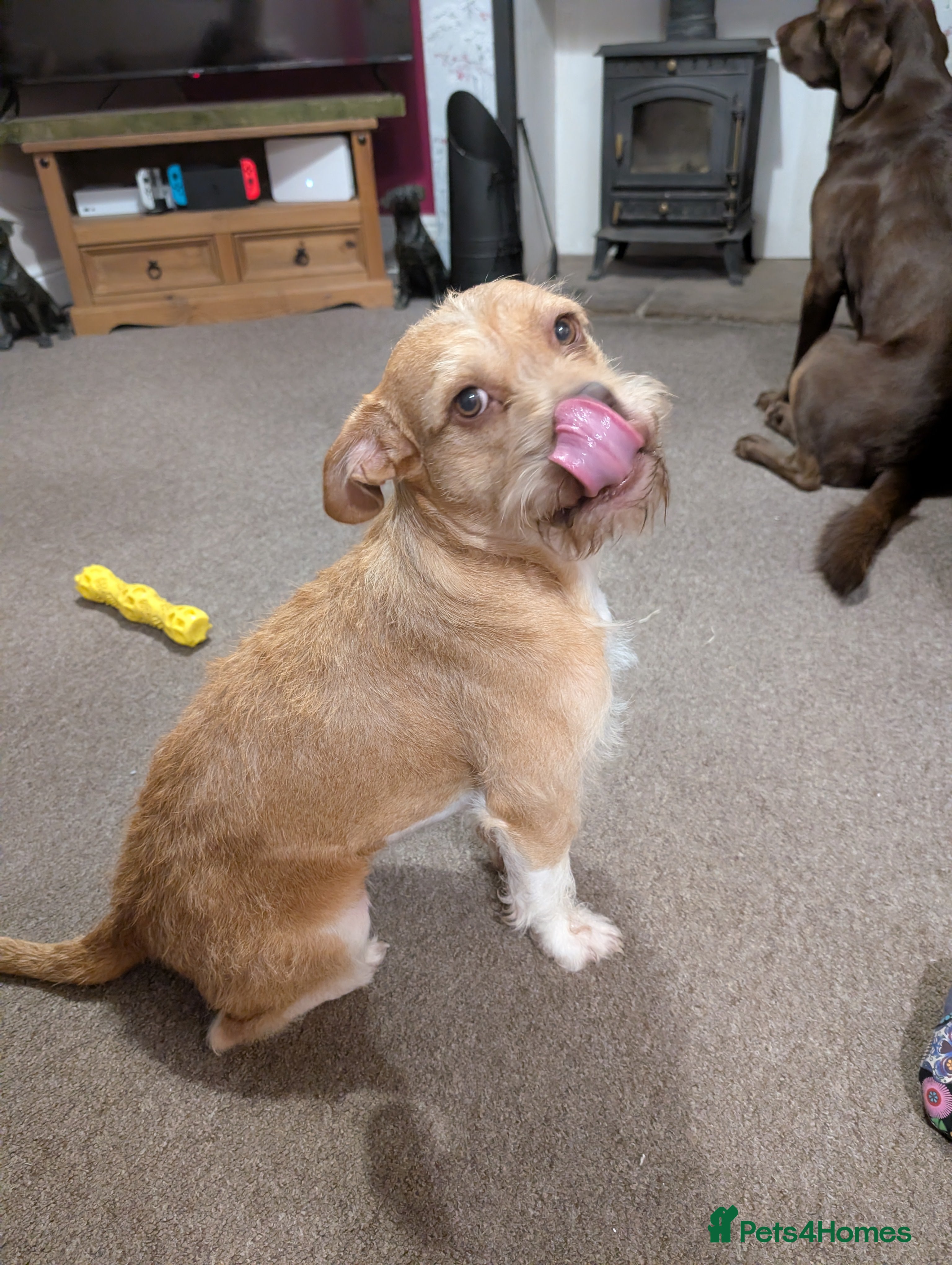 Mixed Breed dogs Poodle x bulldog for sale - Advert 8