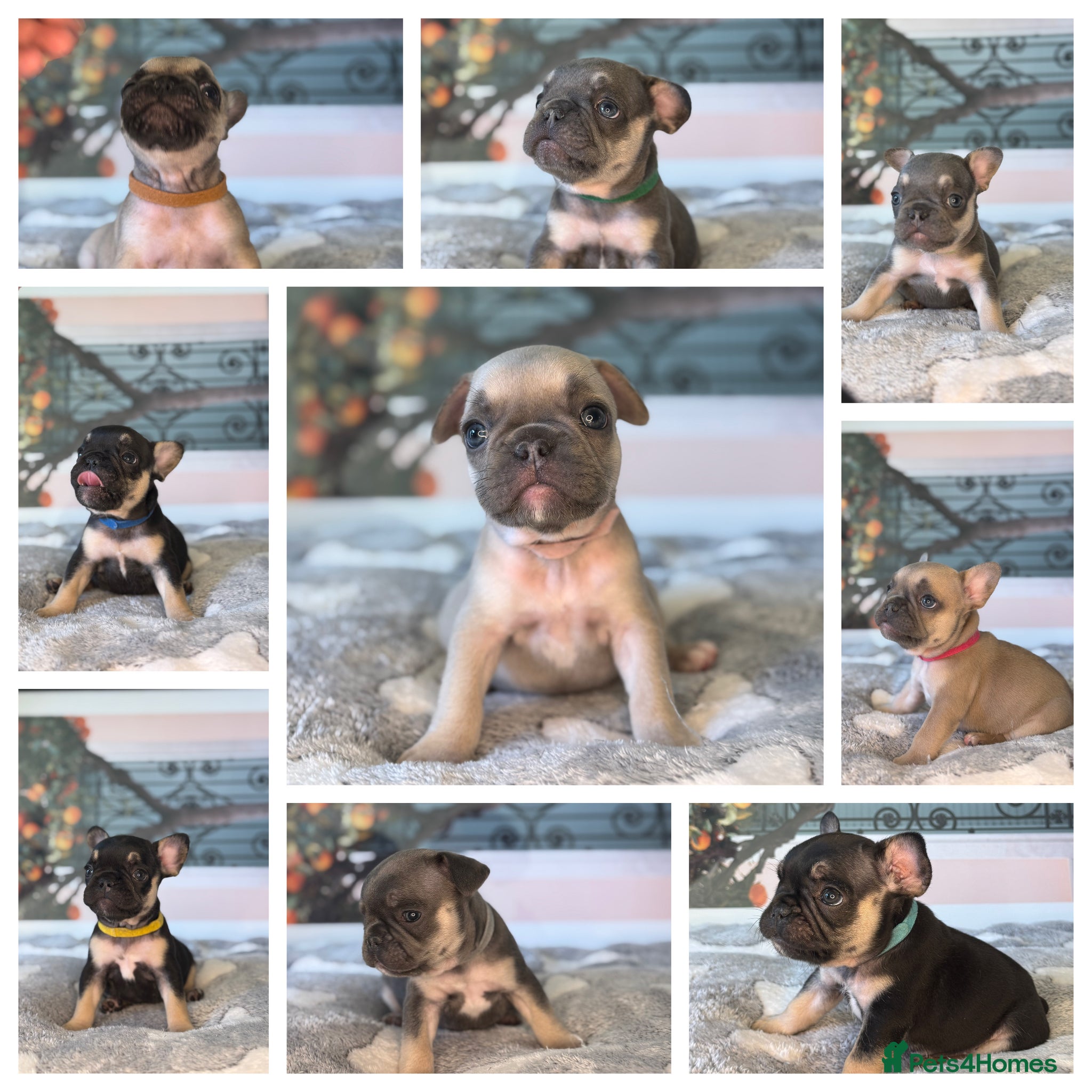 French Bulldog dogs KC French Bulldog Puppies Lilac, Black Tan, Fawn - Advert 22