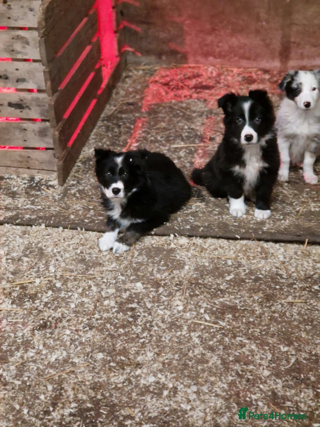 Border Collie dogs for sale: Border collie  pups  - Advert 3