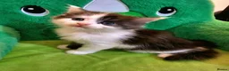 Maine Coon cats for sale: Maine Coon  - Advert 17