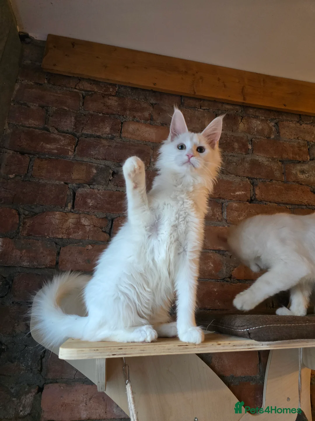 Maine Coon cats for sale: TICA MaineCoon Boy - Neutered  - Advert 8