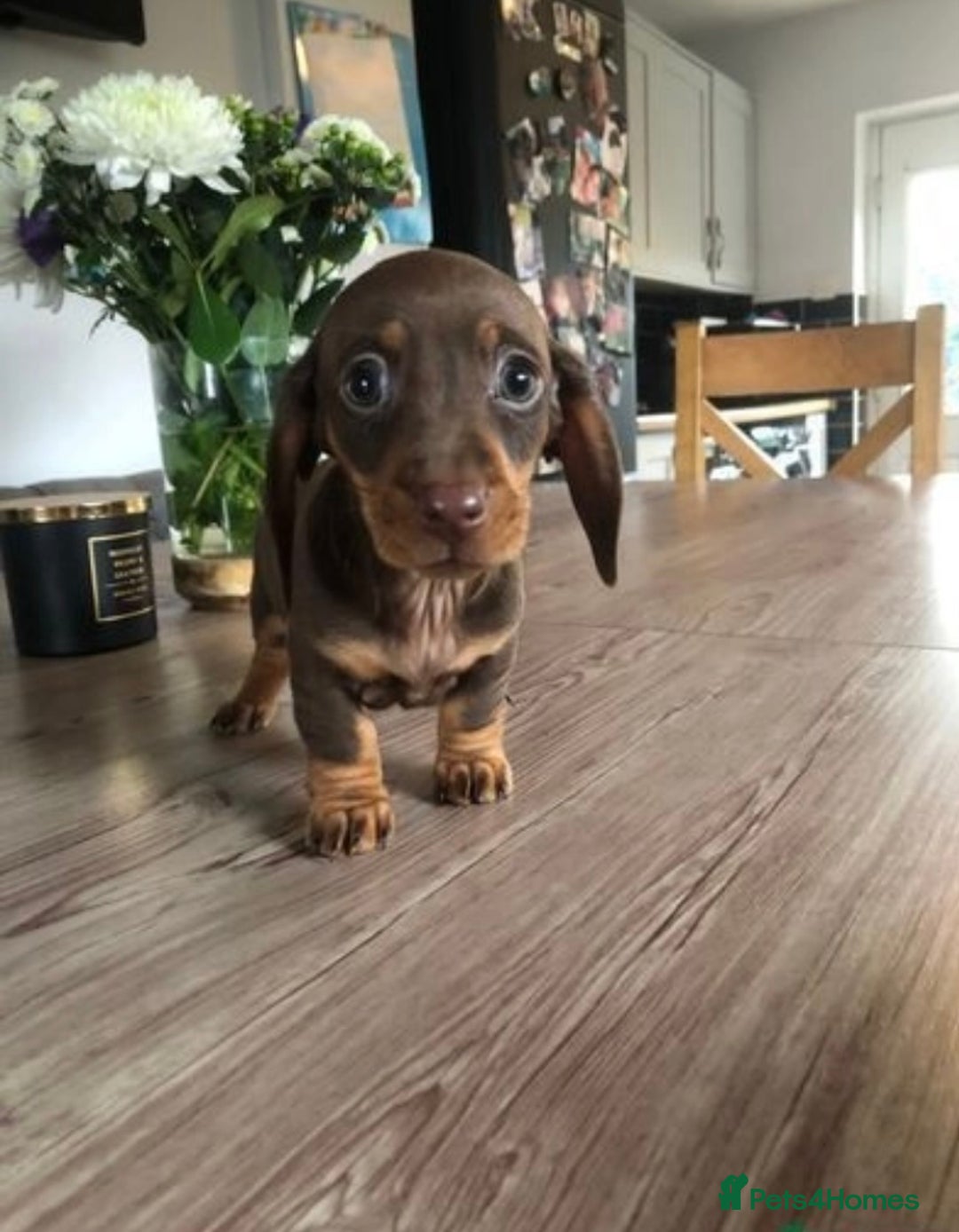Miniature Dachshund dogs for sale: KC registered**Chocolate and tan**mini dachshunds  - Advert 11