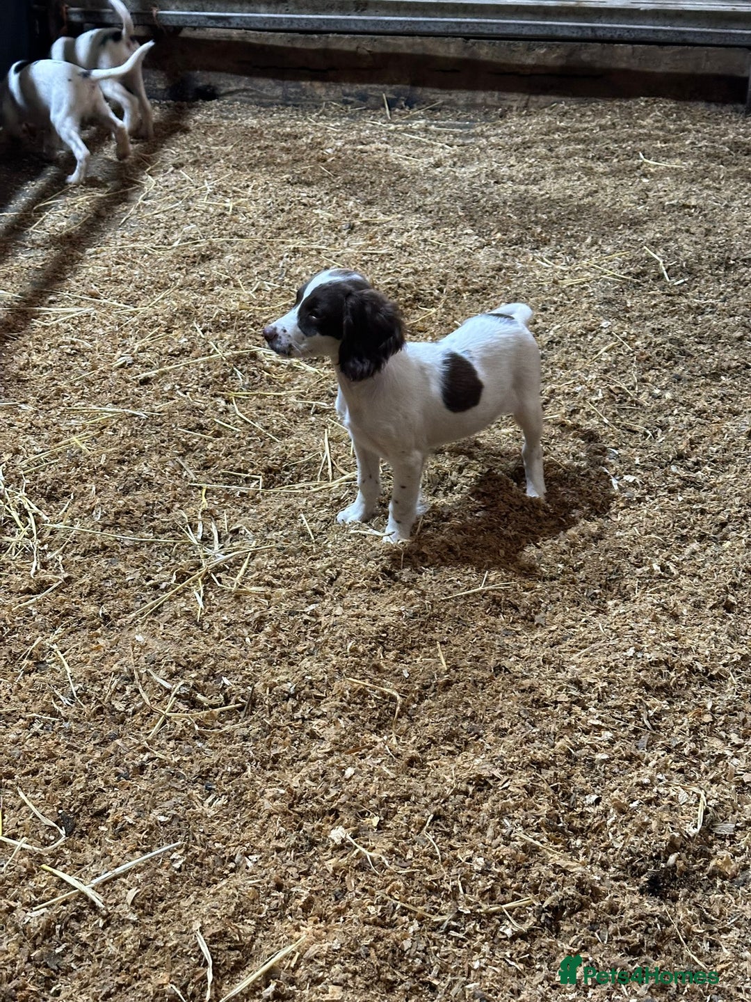English Springer Spaniel dogs for sale: Springer spaniel pups for sale  - Advert 7