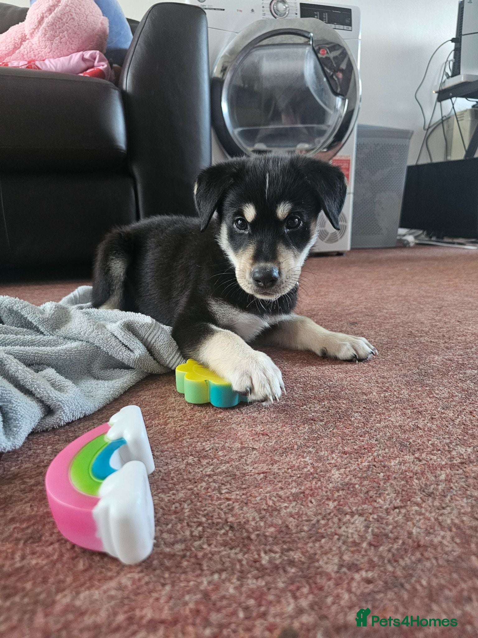Mixed Breed dogs 8 week old puppy looking for loving home!  - Advert 1