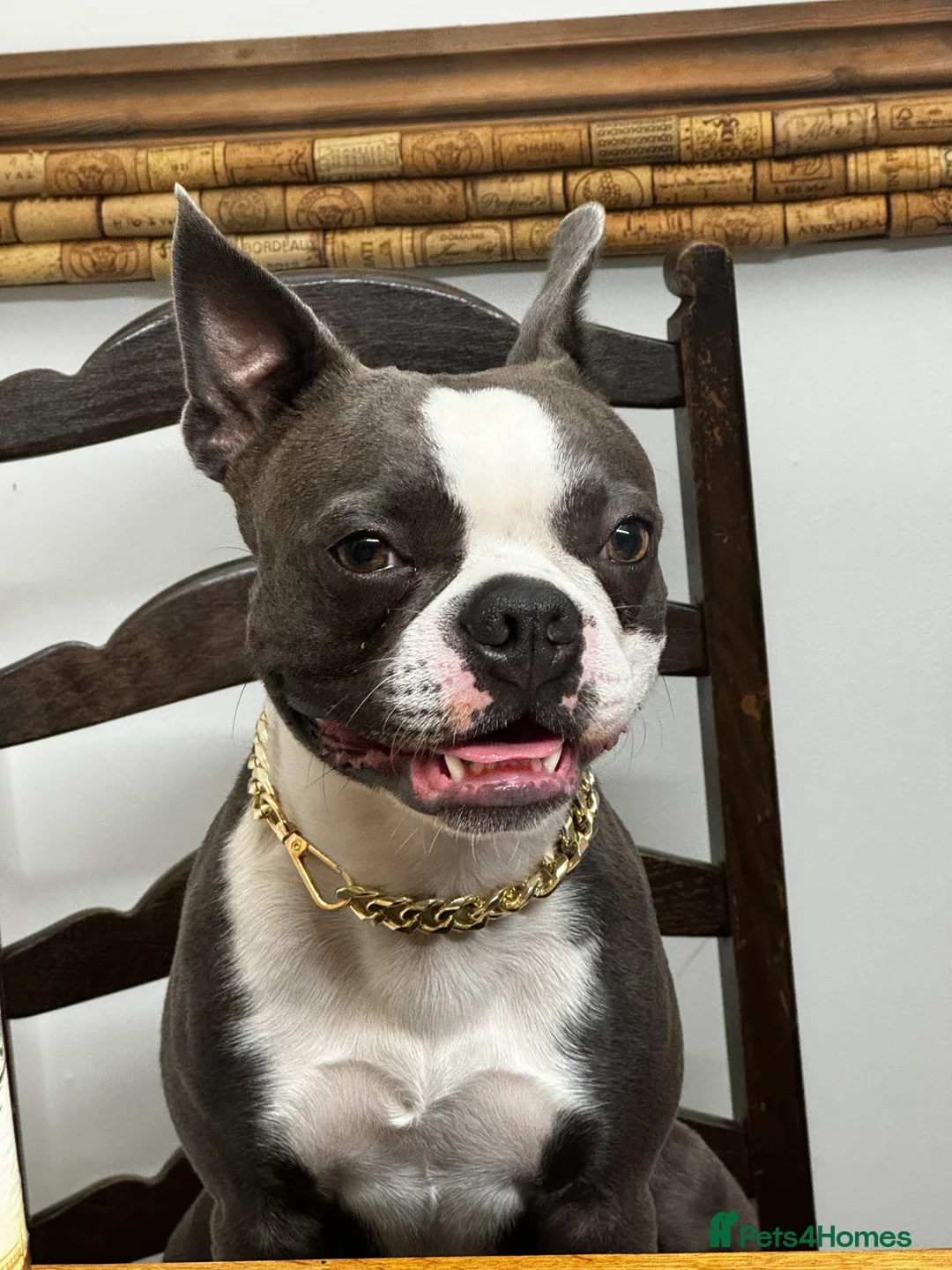 Boston Terrier dogs for stud: Boston terrier for stud blue&white proven KC regis in Wantage - Advert 6