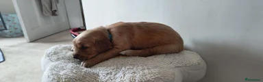 Golden Retriever 3