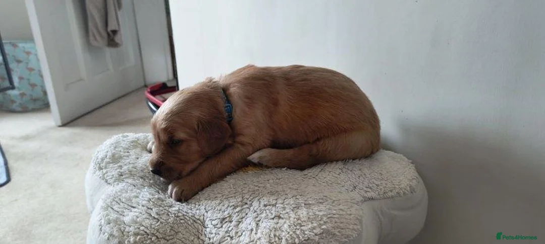 Golden Retriever dogs for sale: Beautiful Golden Retriever Puppies 2 Girls & 1 Boy in Crawley - Advert 4
