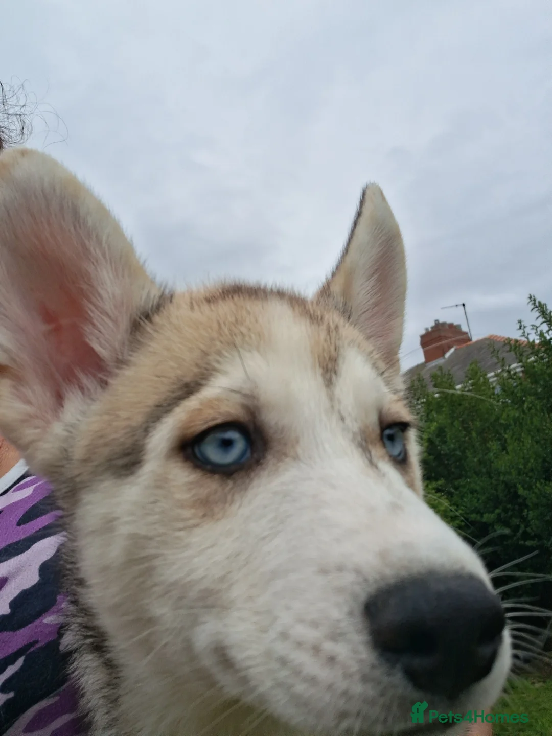Siberian Husky dogs for sale: Siberian huskys  - Advert 1