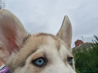 Siberian Husky dogs Siberian huskys - Advert 3