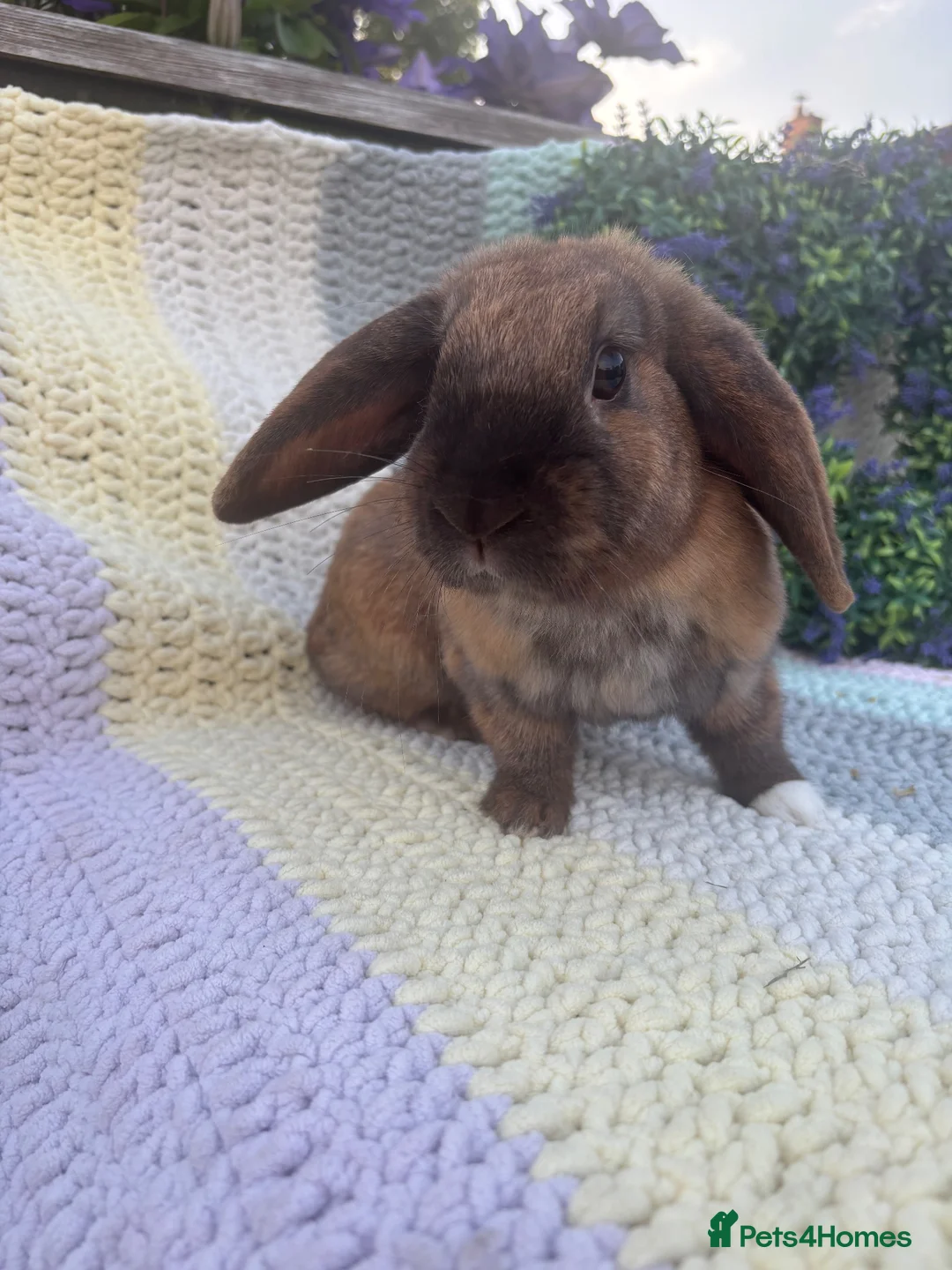 Mini Lop rabbits for sale: Adult mini lops for 5⭐️🏡 - Advert 2