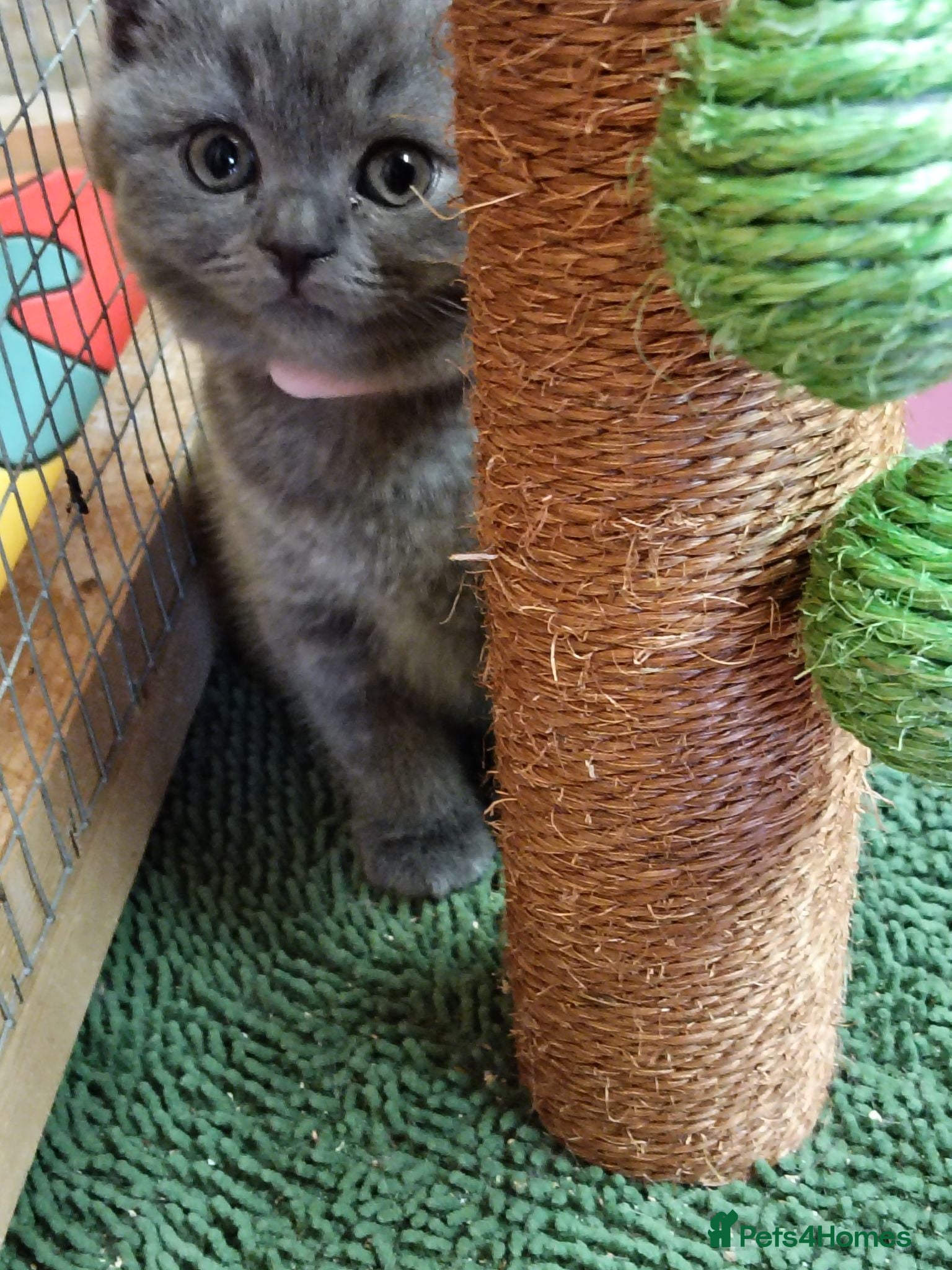 British Shorthair cats British shorthair kittens  - Advert 2