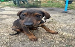 Mixed Breed dogs for sale: *ONLY 2 LEFT* Stunning Doberman/Shepheard PUPPIES - Image 10