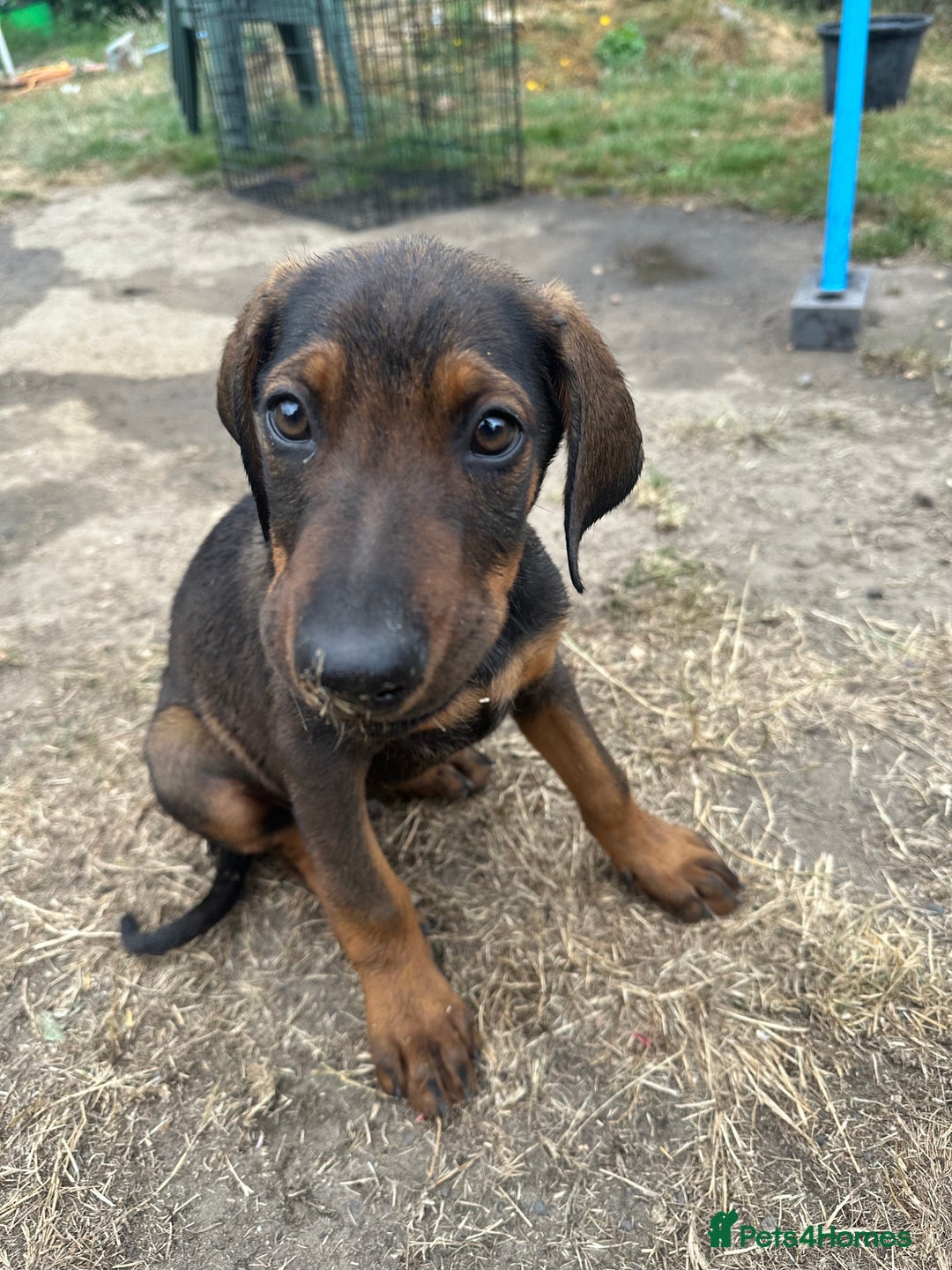 Mixed Breed dogs for sale: *ONLY 2 LEFT* Stunning Doberman/Shepheard PUPPIES - Image 10