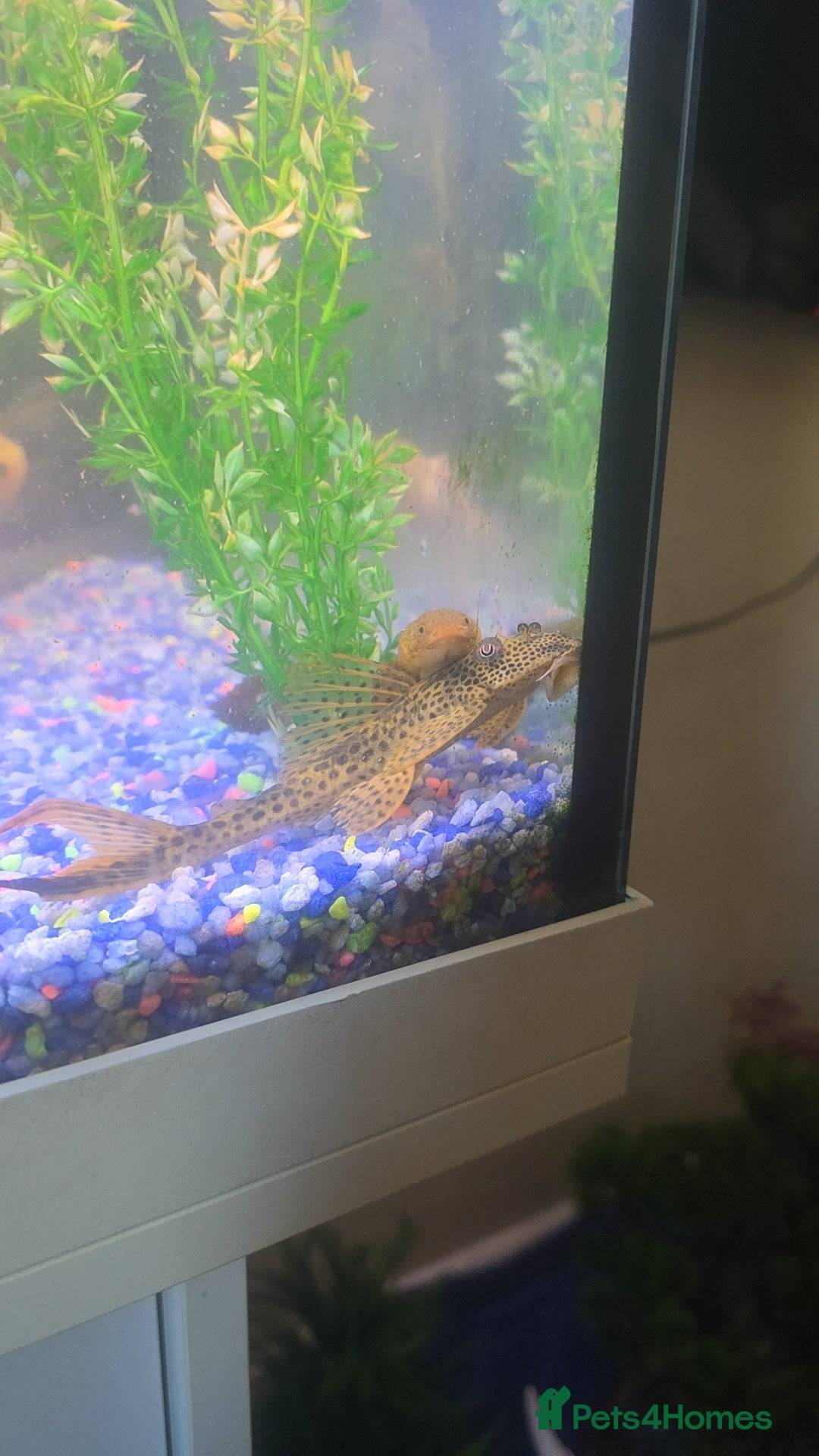 Plecos fish for sale: 4ft tank and fish  - Image 4