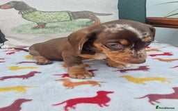 Miniature Dachshund dogs for sale: 🐾 Miniature Dachshund Puppies for Sale 🐾 - Image 36