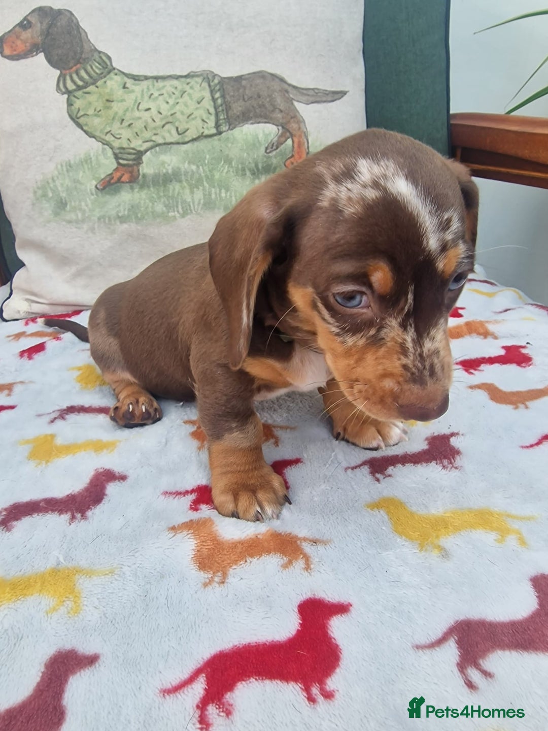 Miniature Dachshund dogs for sale: 🐾 Miniature Dachshund Puppies for Sale 🐾 - Image 36