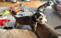 Cocker Spaniel dogs for sale: Beautiful sable puppies - Image 9